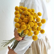 黄金球干花天然真花干果招财花客厅家居装饰插花摆件ins风金槌花