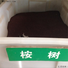 新采红叶李种子紫叶稠李种子紫叶李种子树苗红叶李树苗种籽