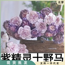 丝绒质感复古颜色野马康乃馨鲜花云南昆明基地直发送亲戚朋友水养