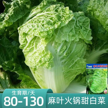 偰ײ˷N~o߮a＾A\~ײ߲˷N