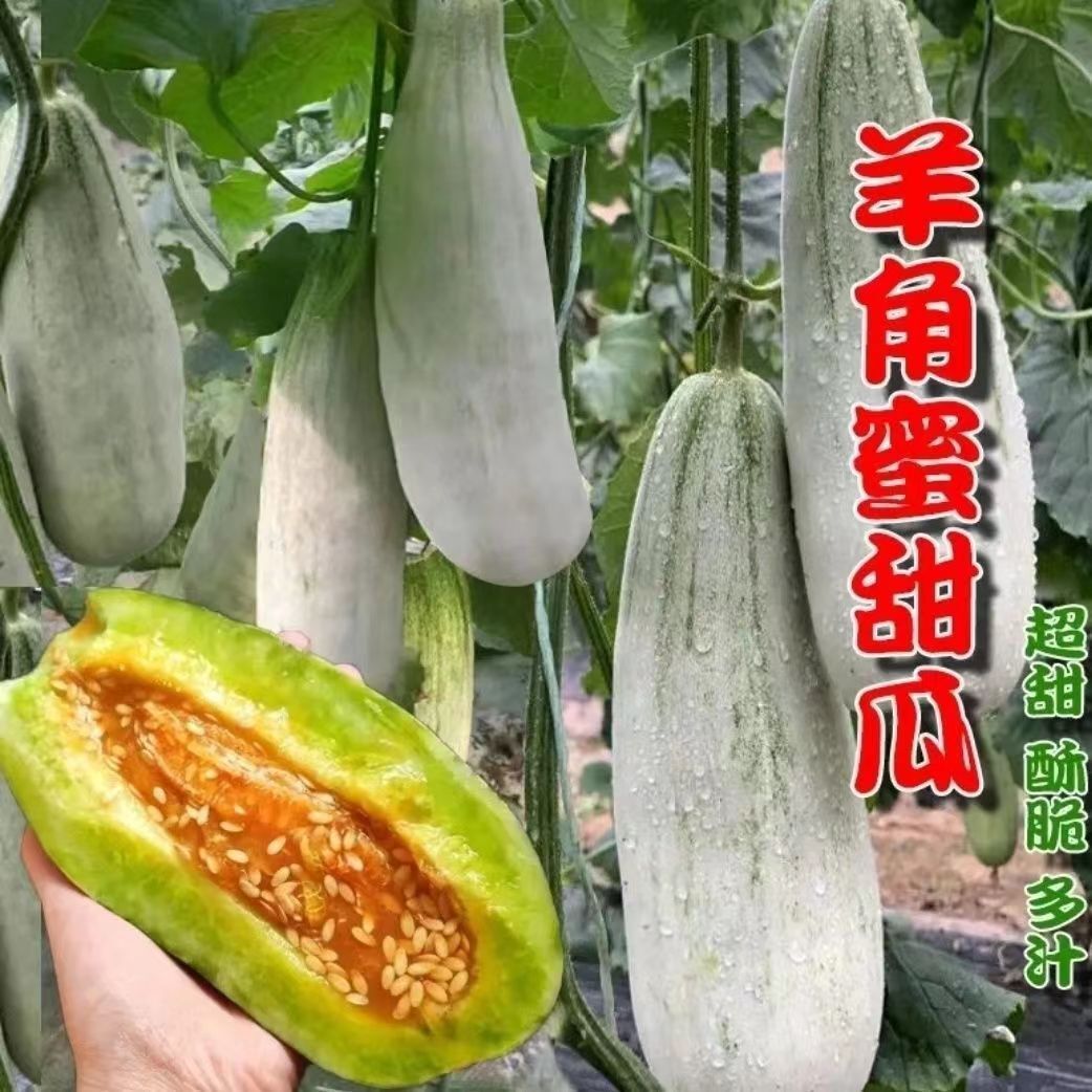 羊角蜜种子甜瓜种籽羊角酥西瓜香瓜种孑早熟品种四季瓜果蔬菜种子