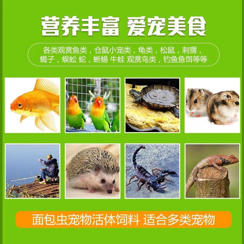 大きな虫ぶどう蜜虫鳥ペット鳥虫虫子トウモロコシの小虫釣り餌ワックスメイチュウ|undefined