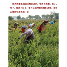 天然染发粉纯植物染发剂官网印度海纳花粉遮盖白发包邮到家