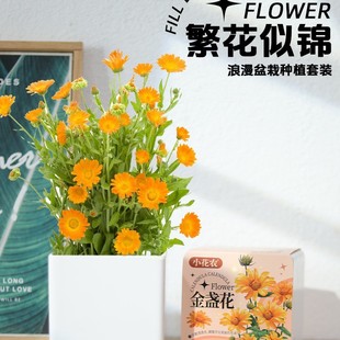 С���r����ֲ�ﷱ�����\�T��������ꖶ������㻨�@�Gɫ�Nֲ����