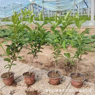 �t�����\�������·���̾G���G�yֲ���ͺ�ͥԺ�ļ��Nֲ�\������