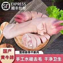 新鲜牛蹄子整只去毛无骨黄牛生牛脚蹄免切块带筋带骨牛蹄商用卤菜