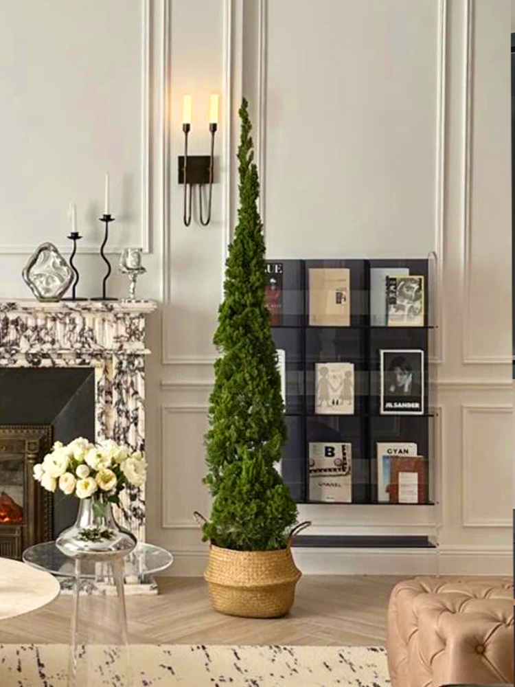 松柏树苗龙柏扁柏塔松圣诞树真绿植大型户外庭院好养侧柏四季常青