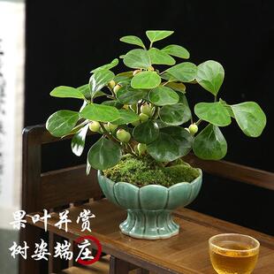 �U��С��������҃�̦�\������滨���k�����B�o΢�辰�Gֲ��ˮ��