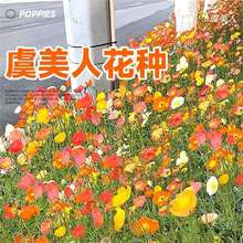 虞美人花种冰岛太阳花花种籽子室内外花卉种孑凤仙花四季播种开花