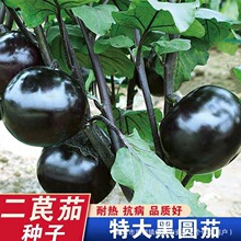 �ψA���ӷN�����Ժ��ͺ��͸ߜ����ӷN�шA�Ѹ߮a���ļ��߲˷N��