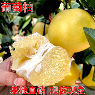 ̨�������������S�������� �޽��uβ���������� �S���������Ә���