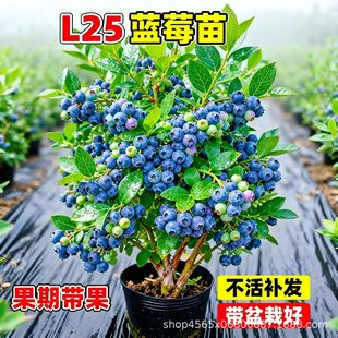 L25�{ݮ������Ϸ������Nֲ�ش�̖�������ͺ������ļ��Y���{ݮ��