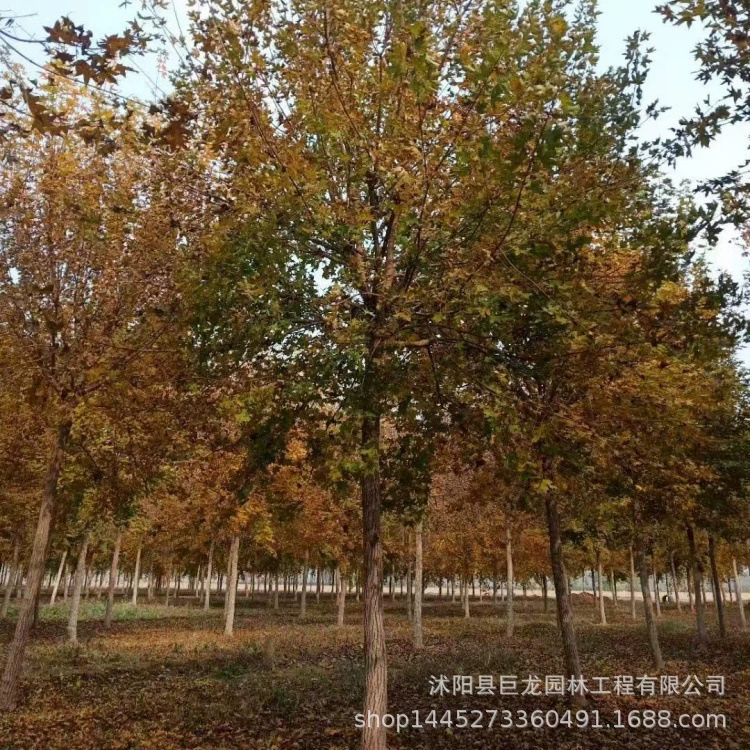 Саженцы для проекта по зеленению детских садов, треугольные саженцы клена, пятиконечный клен, полные характеристики, 15-18.3cm углов