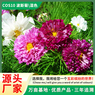 Cosmos Seeds Mixed Color Gesang Flower Seeds All Year Round Easy to Live Flowering Continuous Flower Seeds Outdoor Combination Flower Seeds