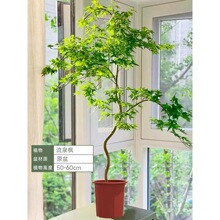 造型流泉枫盆栽客厅室内大型绿植物盆景树苗书房禅意植物四季常青