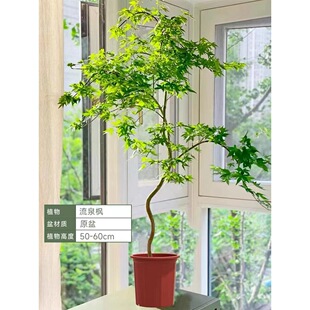 ������Ȫ�����Կ͏d�҃ȴ��;Gֲ���辰��������U��ֲ���ļ�����