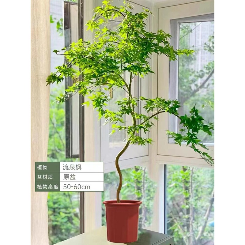 Large Indoor Green Plant Bonsai Tree for Living Room, Study, Zen-Style Plant, Evergreen All Year Round