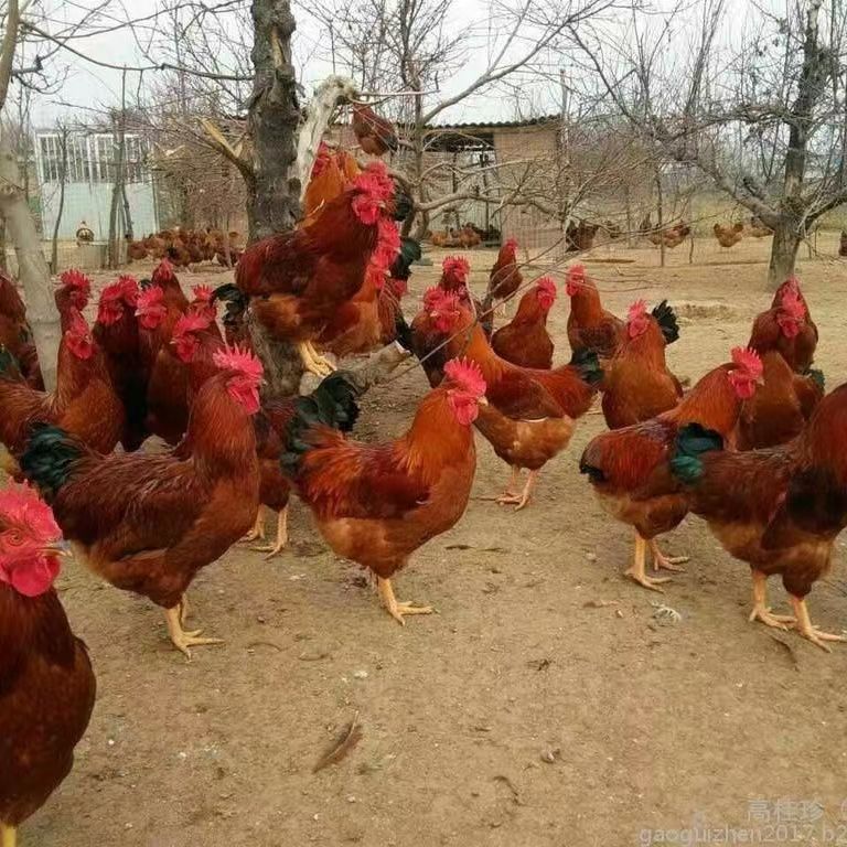 d1c9ac6761fce2e789804ade666ae4