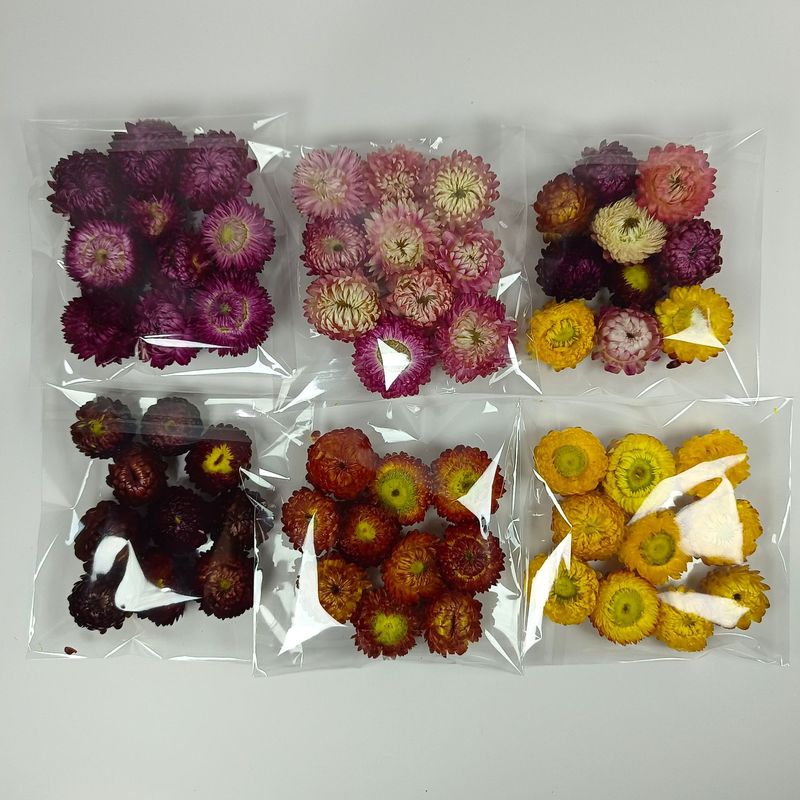 麦わら菊の花の頭の乾いた花の七色の菊の頭のDIYの材料は自然な真の花の雲南の源の工場を包んで卸売りします。|undefined