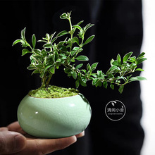 �҃�����С�����k���Һ��B���������ѩ�辰ֲ���ļ�����Gֲ����