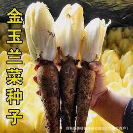 四季金玉兰菜种子根苗多年生秋冬蔬菜种子籽高产阳台种植奶油快菜