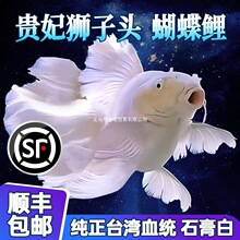 ̨���{���^�F�����N�������w�������~�\���ͺ���ˮ��ˮ�^�p�~��