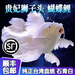 ̨���{���^�F�����N�������w�������~�\���ͺ���ˮ��ˮ�^�p�~��