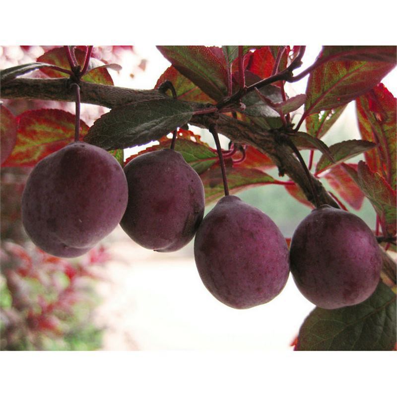 Cross-border prune seeds plum seeds fruit seeds