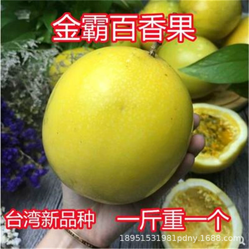 Красный Мясо Голубая Корона Маракуйя Рассада Четыре сезона Результаты Jinmi Tai Nong Zixiang Золото Маракуйя Рассада Балкон В горшке Виноградная лоза