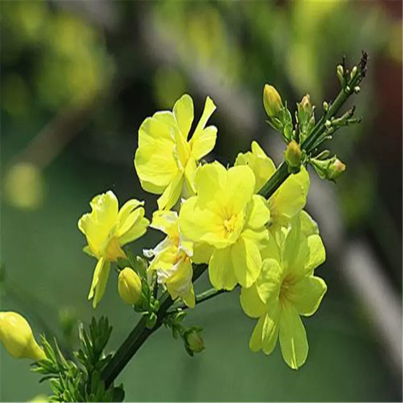 基地批发迎春苗经济造林苗木别墅庭院绿植盆栽园林景观绿化