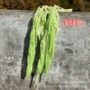 Light green 5