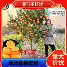 һ�����lɳ�ǽۘ�����������Ϸ������Nֲ���Ә���̽۹�������