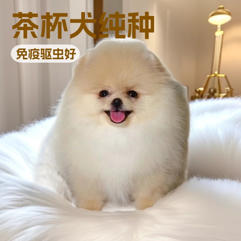 Pomeranian Teacup Dog, Small Pet Dog, Live Dog, Companion Dog, Show Dog, Family Companion Dog, Shunsuke Dog, Puppy