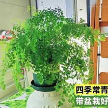 �F��ާ���ԾGֲ�ļ����������՚��k���������·��͏d�����̨����
