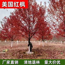 厂家直销10 12 15 18 20 25公分美国红枫 北美红枫 红冠 十月光辉
