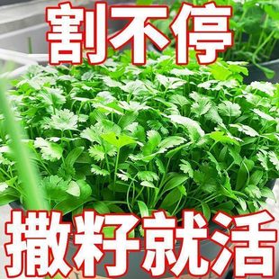 �؃rС��˷N���̨�҃Ȼ�������ͥԺ�߲˷N���ļ��Nֲ�����