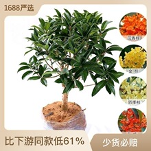 һ�����l�ļ��𻨘�������ͥԺ��𵤹��_���辰����ֲ���������