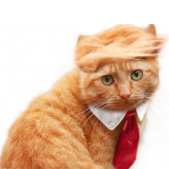 トランプスタイルクロスボーダーペットウィッグ猫かつらコスプレ犬かつら猫かつら猫帽子帽子