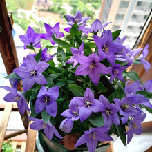 中华桔梗花苗盆栽带花苞花卉绿植物室内好养活四季耐寒耐冻洋桔梗