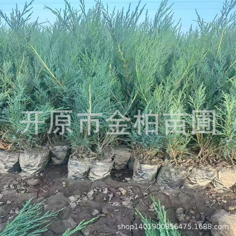 沙地柏营养杯树苗东北沙地柏小苗常绿苗木盆栽造型柏树爬地柏苗