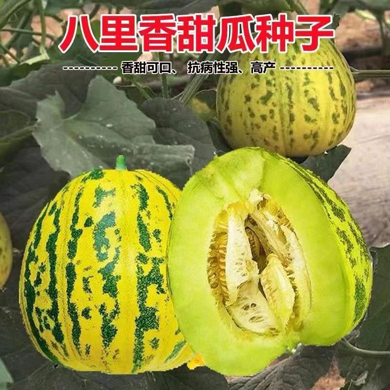 四季大八里香瓜种子香绿肉薄皮甜瓜水果香瓜种孑春庭院瓜果种子