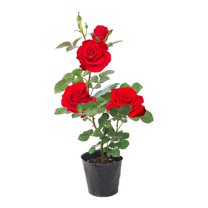 月季花苗四季开花玫瑰小苗阳台盆栽花卉庭院爬藤绿植物大藤本蔷薇