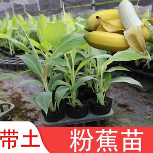 �Ž��㽶�۽�С�׽��ʵ۽��㽶�Ž���������翹���ϱ�������Y��