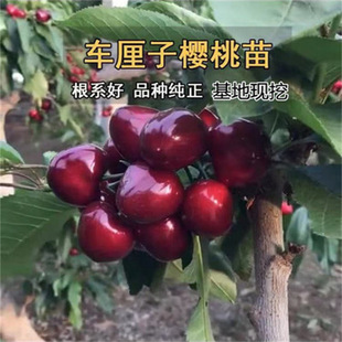 ����܇�����R����Ҙ��m�޽ә���������ͥԺ���Ա��Ϸ��Nֲ������