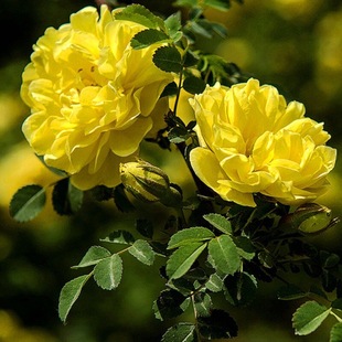 Clustered Yellow Roses, Double-Petaled Yellow Thorn Roses, Outdoor Courtyard Ornamental Thorn Plum Tree Seedlings, Wholesale from the Place of Origin