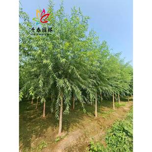 ���������S������Ƥ����С��@���е��ͺ��G���L�����������z��