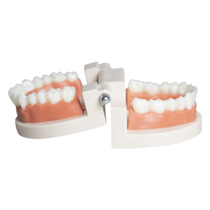 Modelo dental Dental modelo dental enseñanza dentadura jardín de infantes cepillado práctica modelo oral