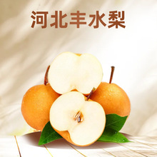 新鲜丰水梨农场直发新鲜美味丰水梨甜多汁脆甜多汁现摘头茬