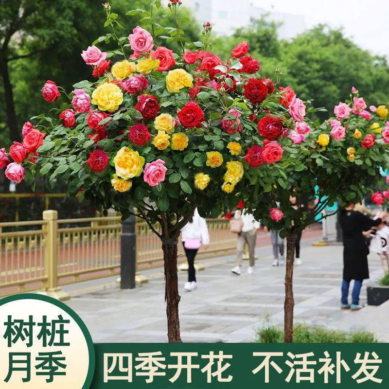 Прививка пня Роза цветок Рассада леденец Очень большой цветочный сад Четыре сезона Цветущая роза с цветочным деревом Роза