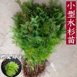 Metasequoia Hydroponic Green Plants and Aquatic Plants Indoor and Outdoor Stream Tank Metasequoia Potted Fish Tank Landscaping Bonsai Fish Pond Aquatic Plants